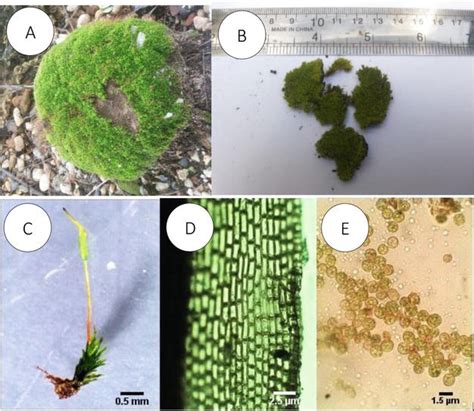 苔蘚介紹|Bryophytes – 中研院院區苔蘚地圖